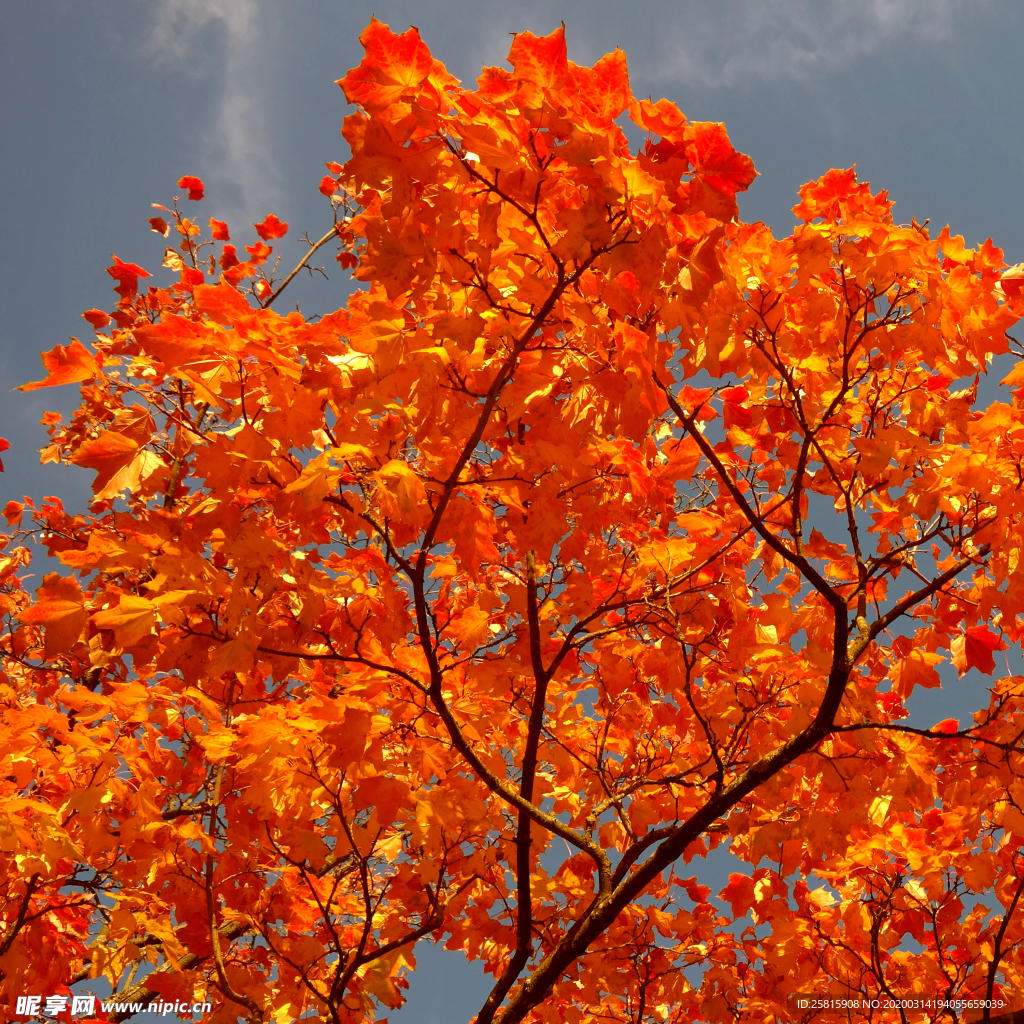 枫叶枫树枫林深秋图片背景