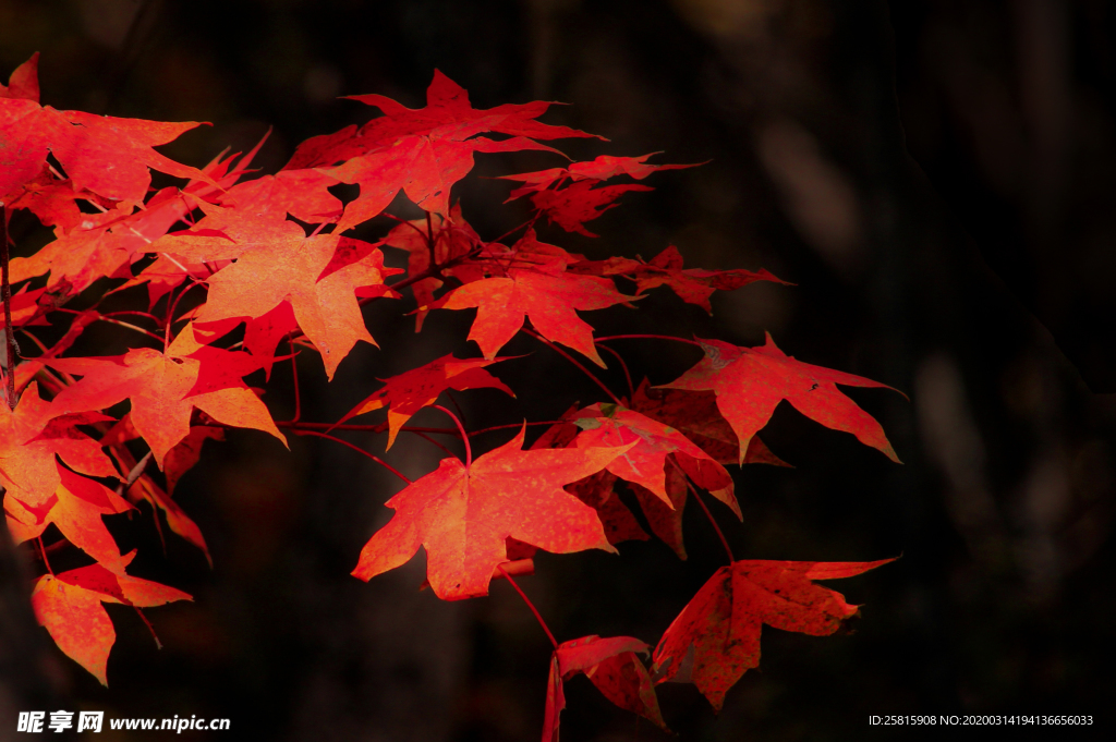 枫叶枫树枫林深秋图片背景