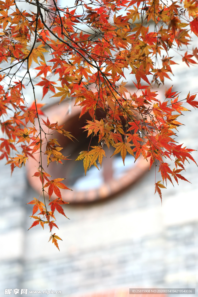 枫叶枫树枫林深秋图片背景