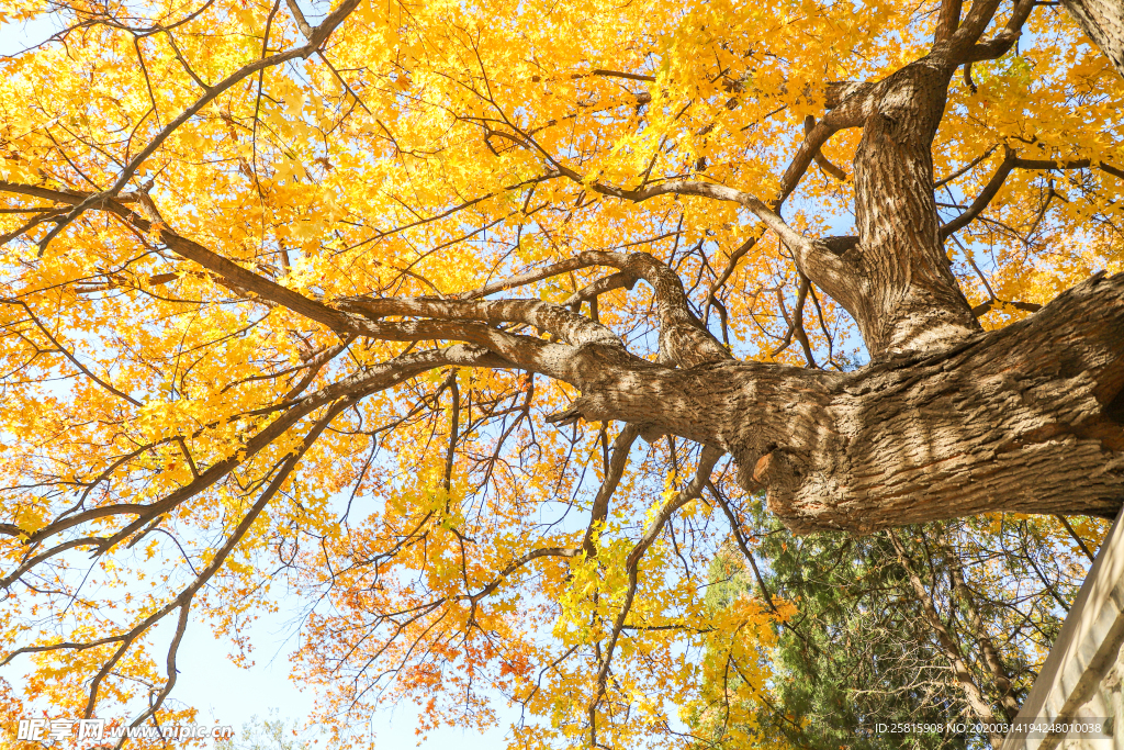 枫叶枫树枫林深秋图片背景