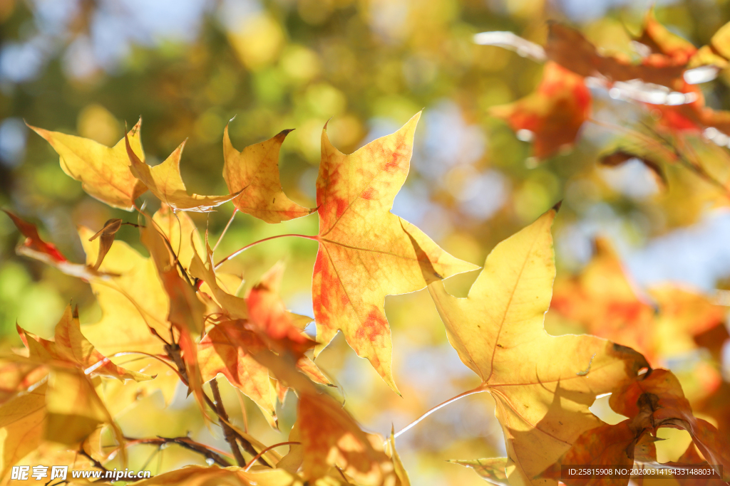 枫叶枫树枫林深秋图片背景