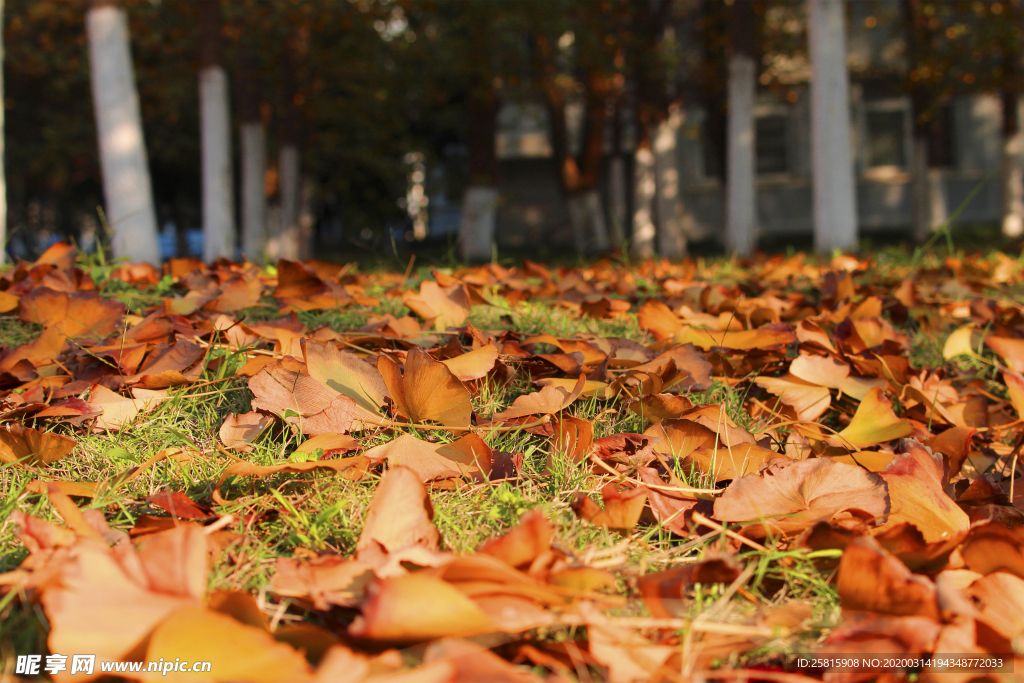 枫叶枫树枫林深秋图片背景