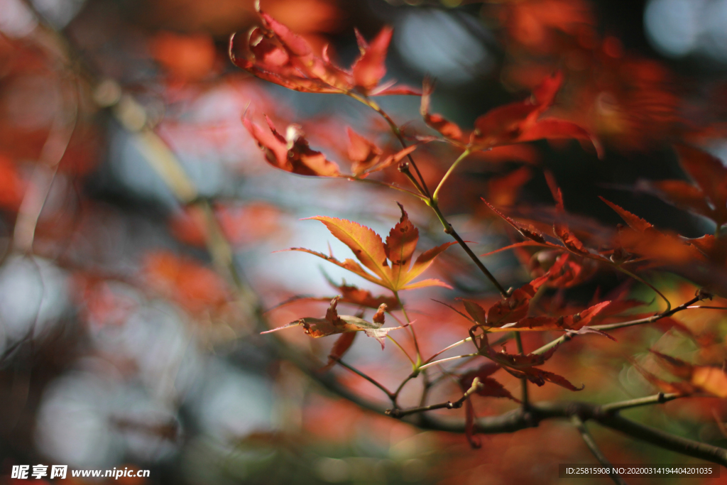 枫叶枫树枫林深秋图片背景