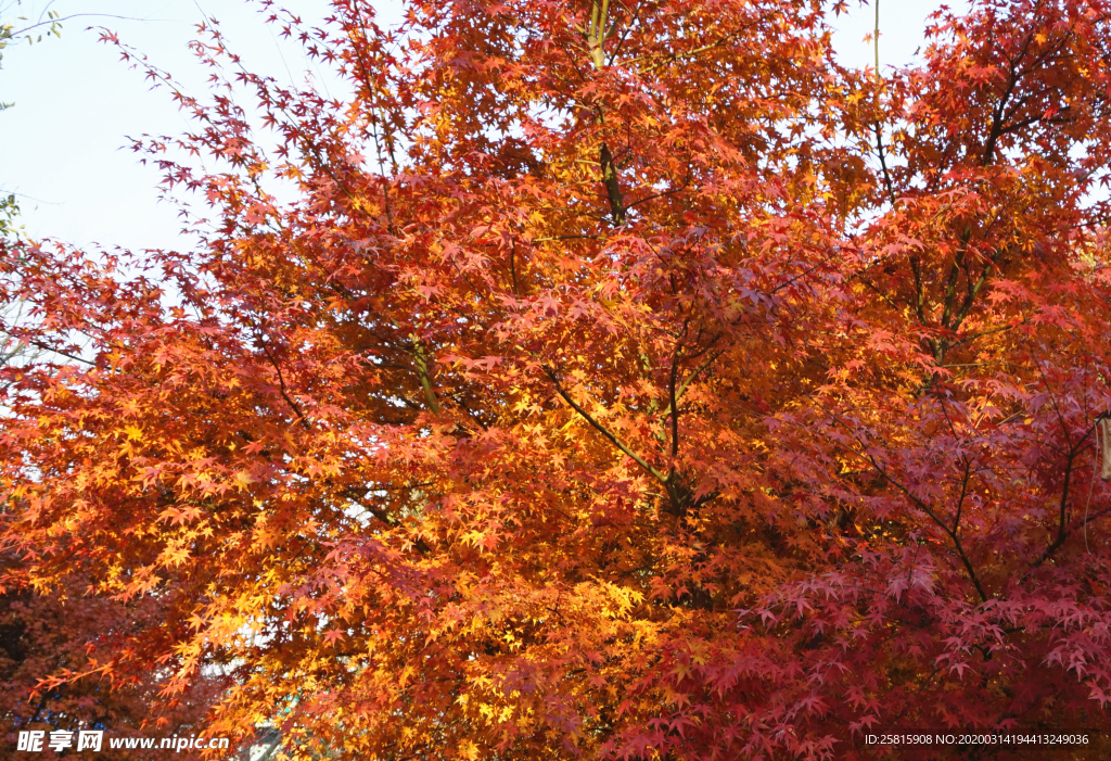 枫叶枫树枫林深秋图片背景