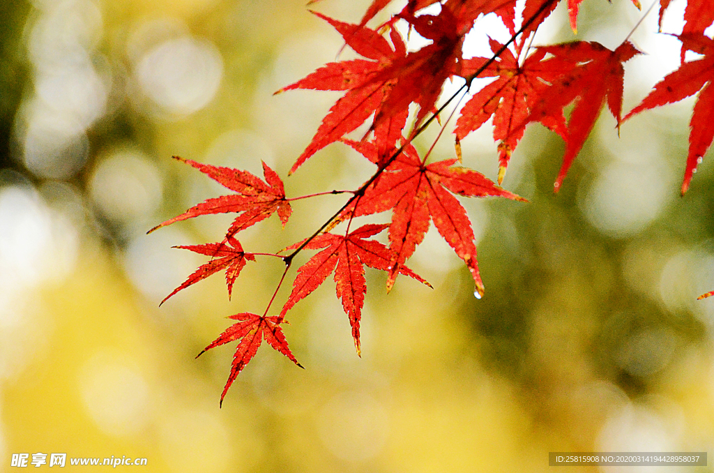 枫叶枫树枫林深秋图片背景