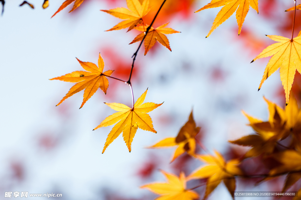 枫叶枫树枫林深秋图片背景