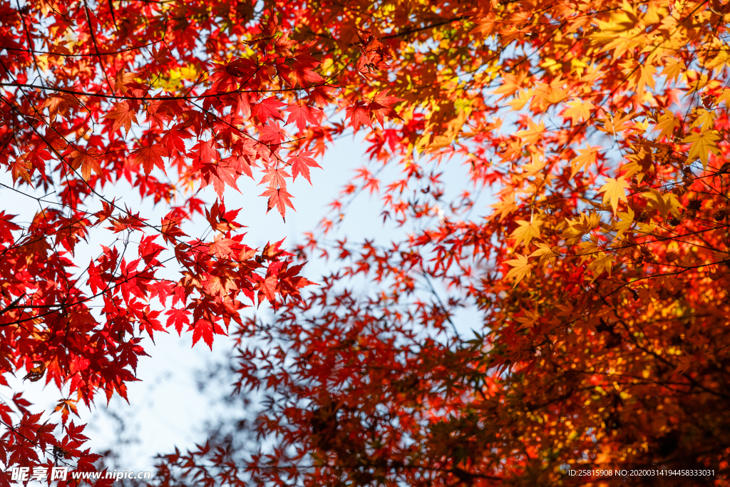 枫叶枫树枫林深秋图片背景