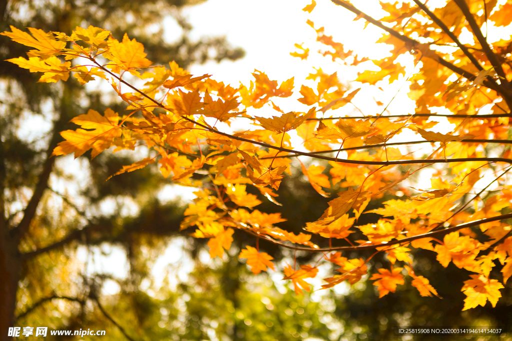枫叶枫树枫林深秋图片背景