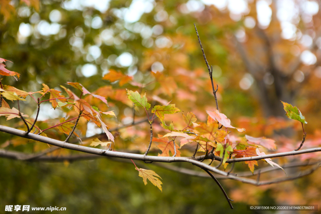 枫叶枫树枫林深秋图片背景