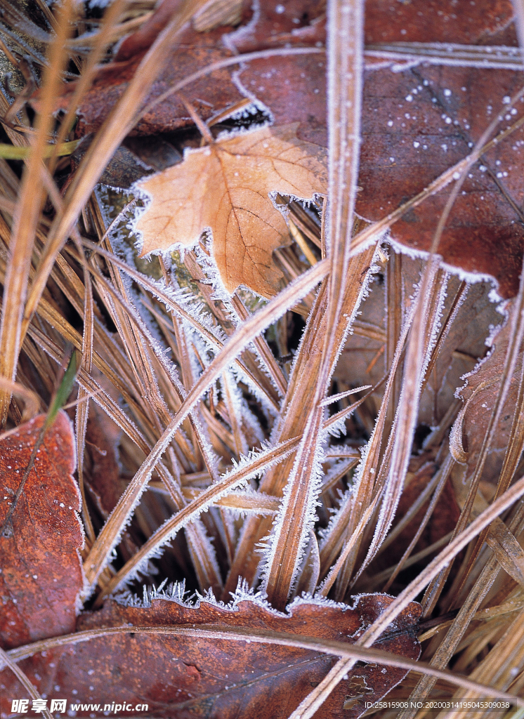 枫叶枫树枫林深秋图片背景