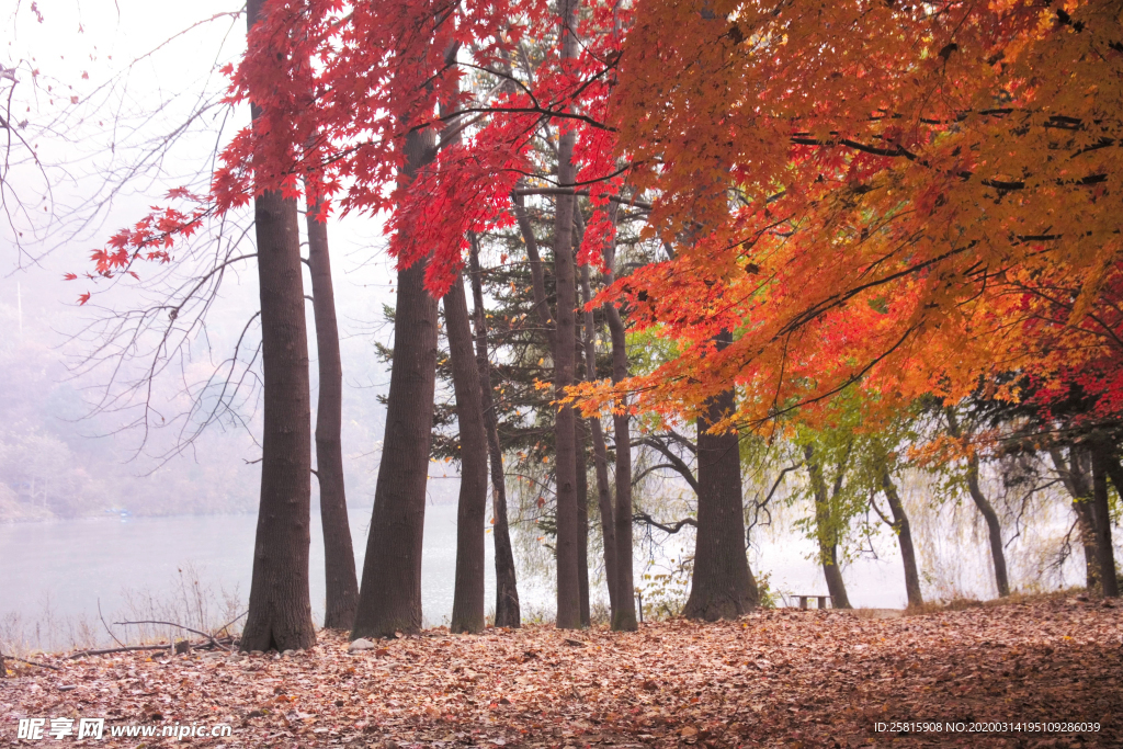 枫叶枫树枫林深秋图片背景