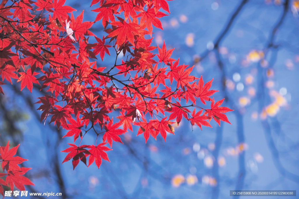 枫叶枫树枫林深秋图片背景