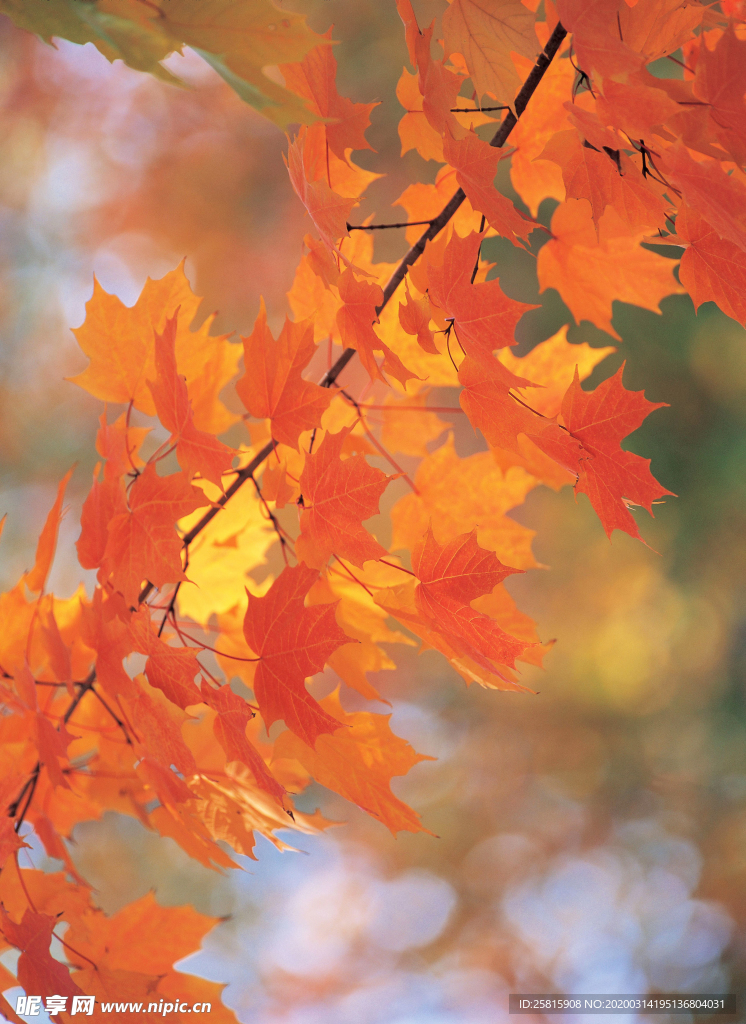 枫叶枫树枫林深秋图片背景