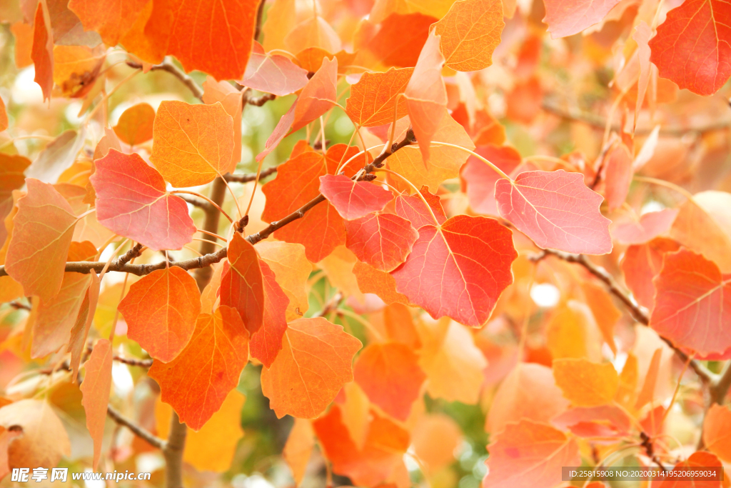 枫叶枫树枫林深秋图片背景