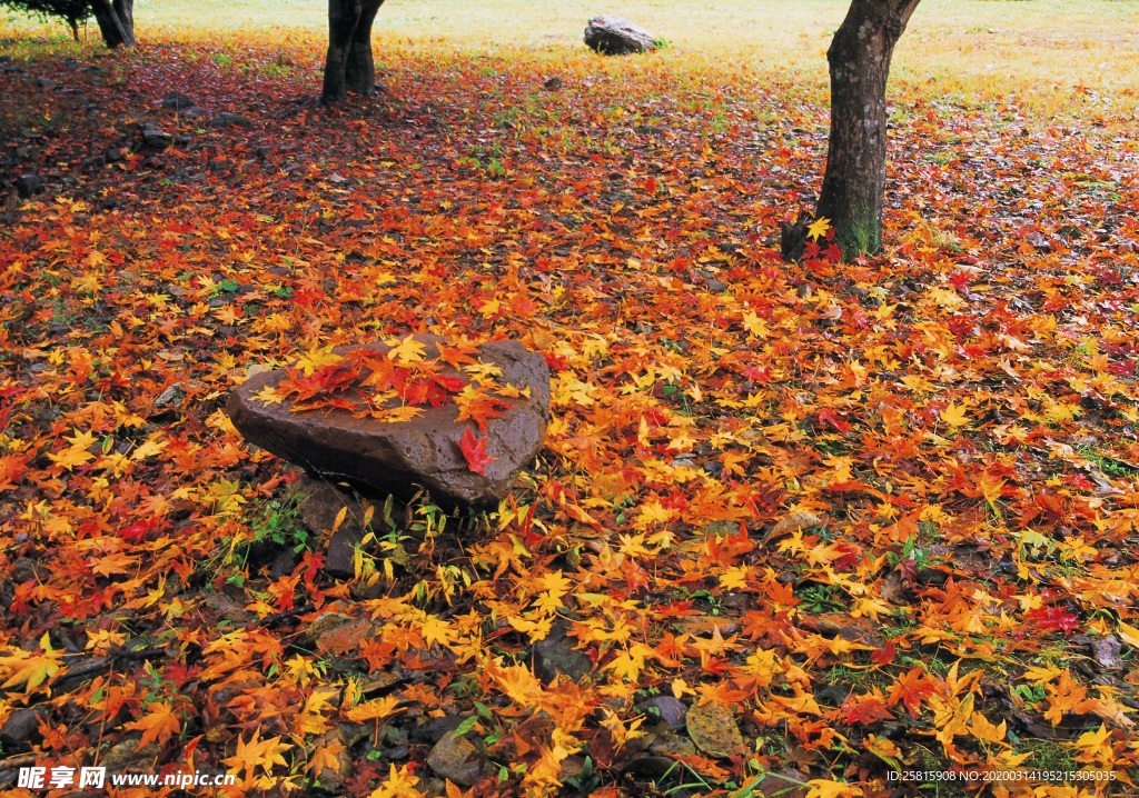 枫叶枫树枫林深秋图片背景