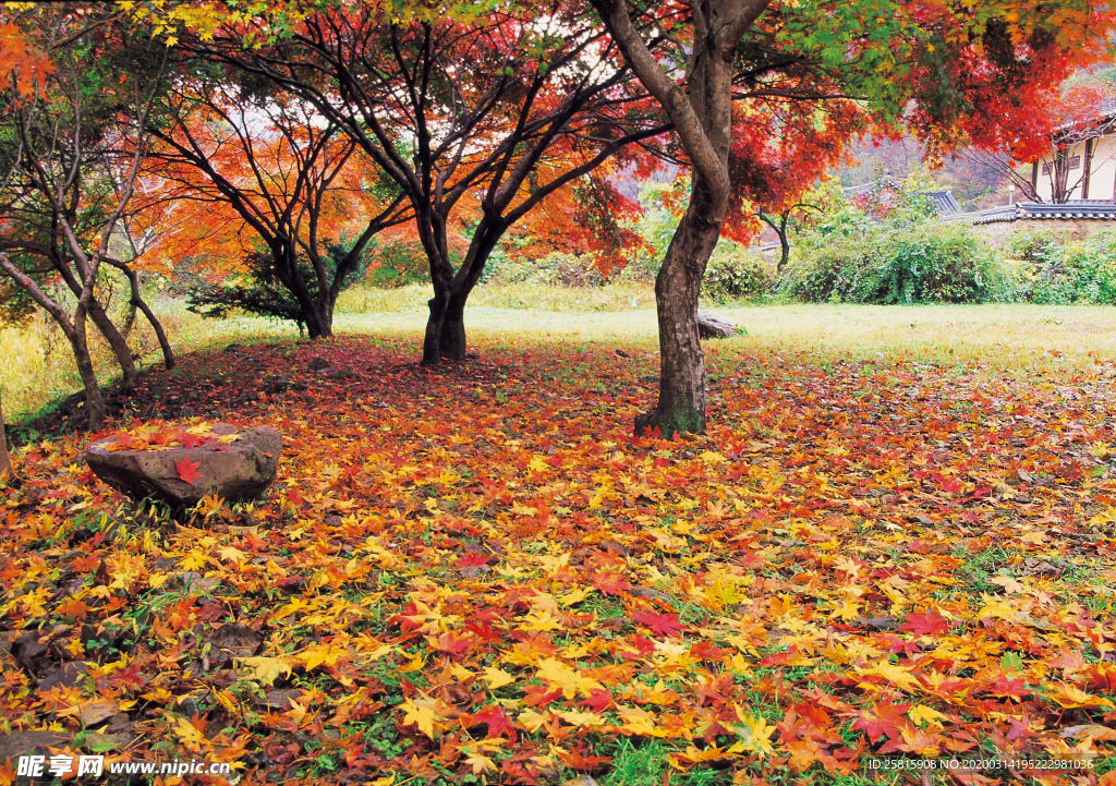 枫叶枫树枫林深秋图片背景