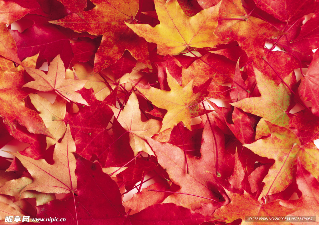 枫叶枫树枫林深秋图片背景