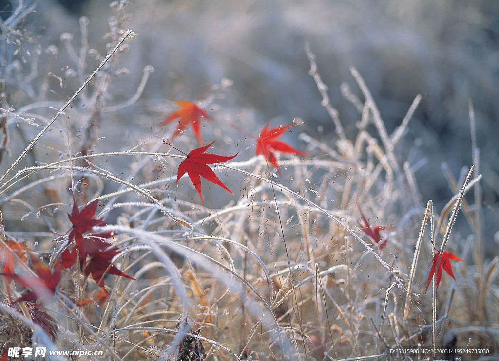 枫叶枫树枫林深秋图片背景