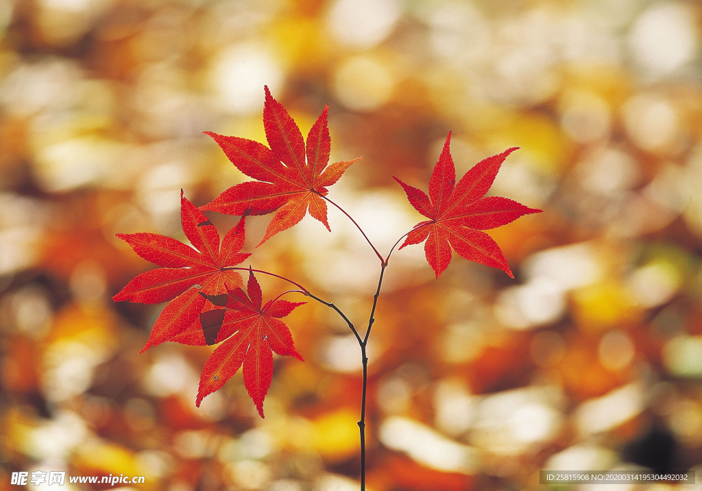 枫叶枫树枫林深秋图片背景