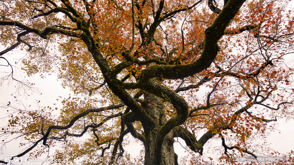 枫叶枫林深秋图片背景