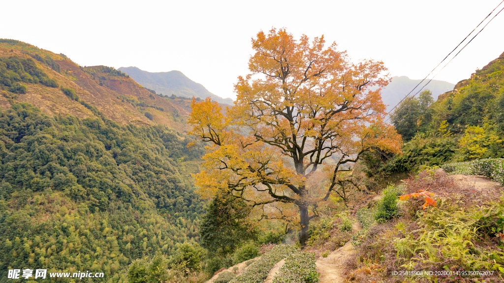 枫叶枫林深秋图片背景