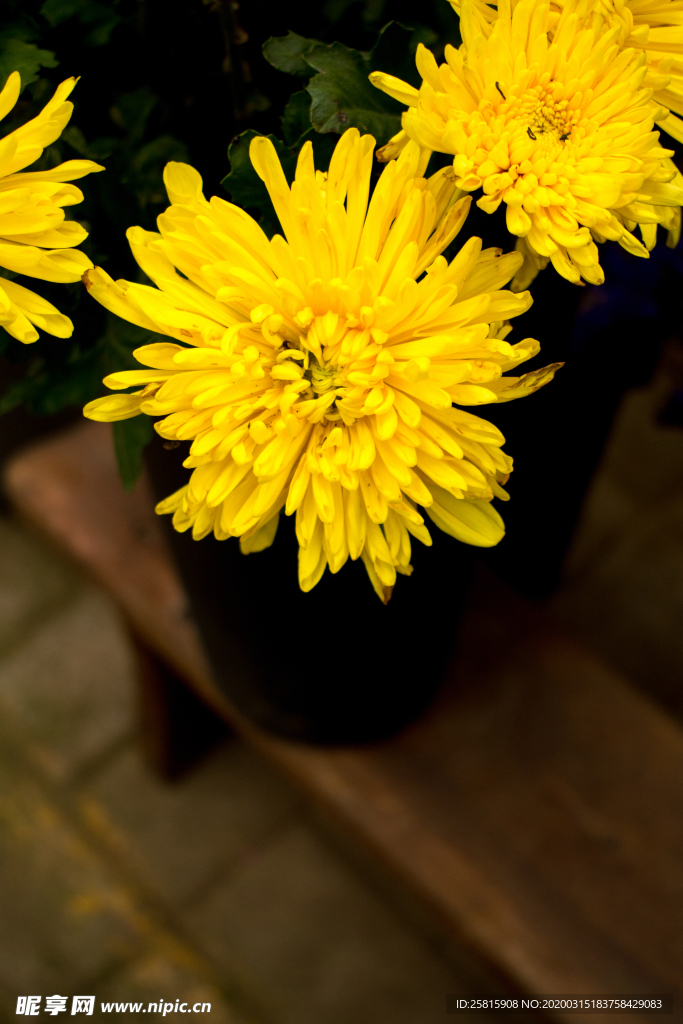 插花花艺花卉图片