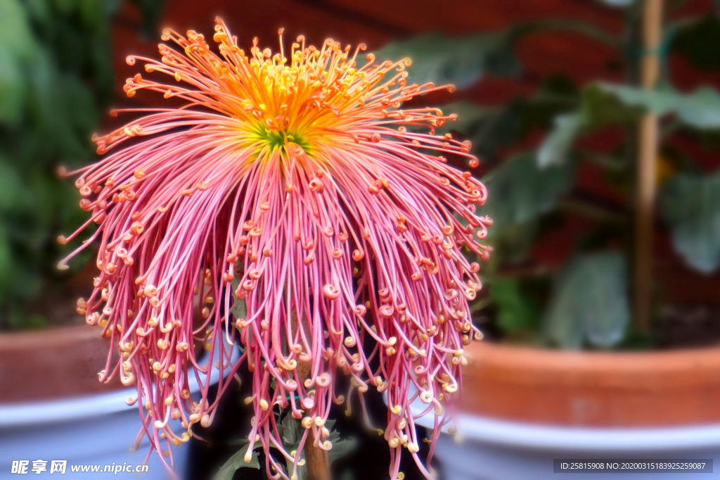 插花花艺花卉图片