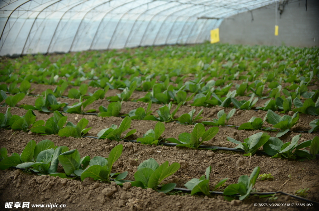 蔬菜大棚
