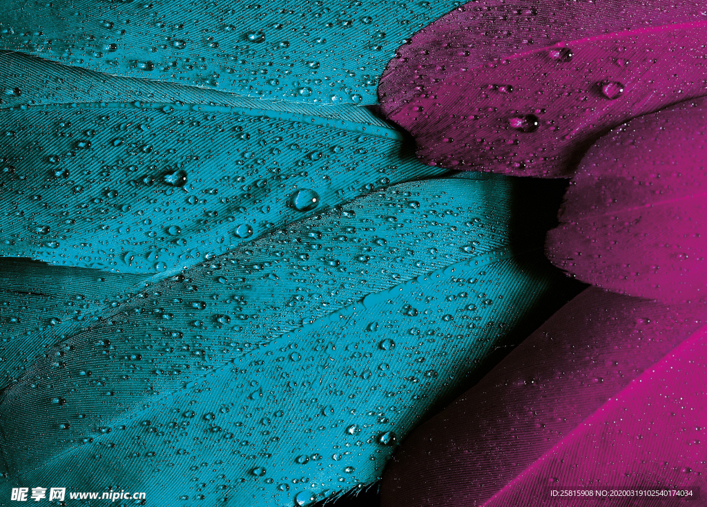 露水露珠水珠图片背景