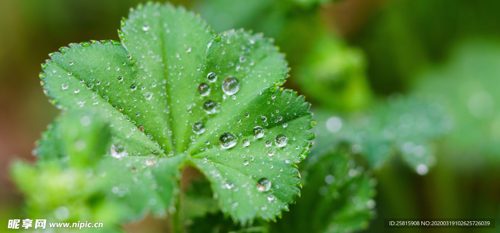 露水露珠水珠图片背景