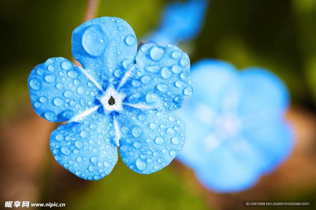 露水露珠水珠图片背景