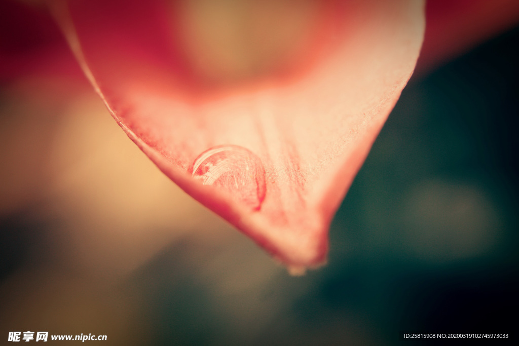露水露珠水珠图片背景