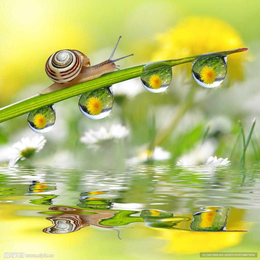 蜗牛露水图片