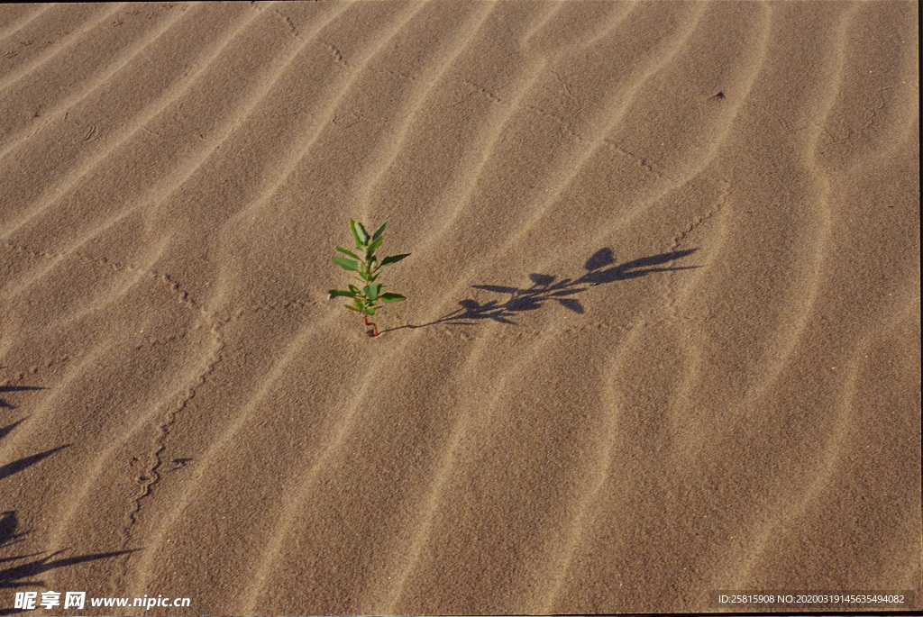 沙漠戈壁荒野遗迹图片
