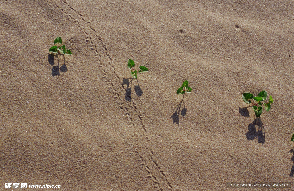 沙漠戈壁荒野遗迹图片