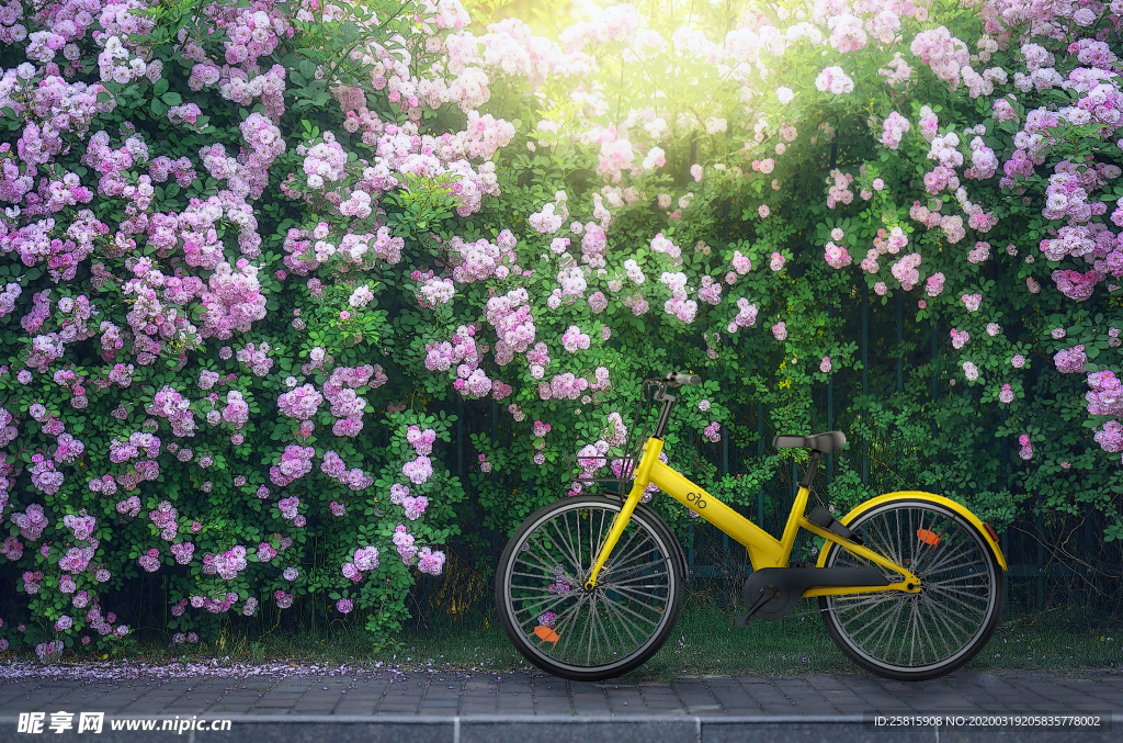 自行车共享单车车技图片