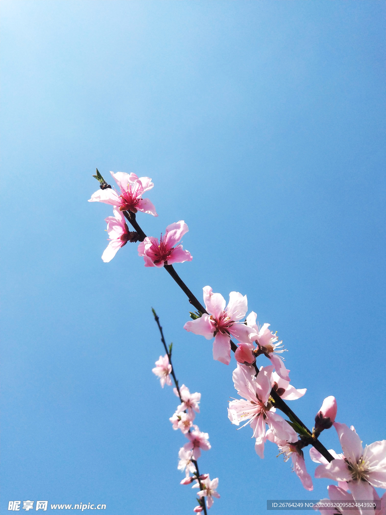 桃花