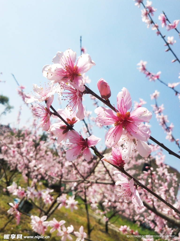 桃花