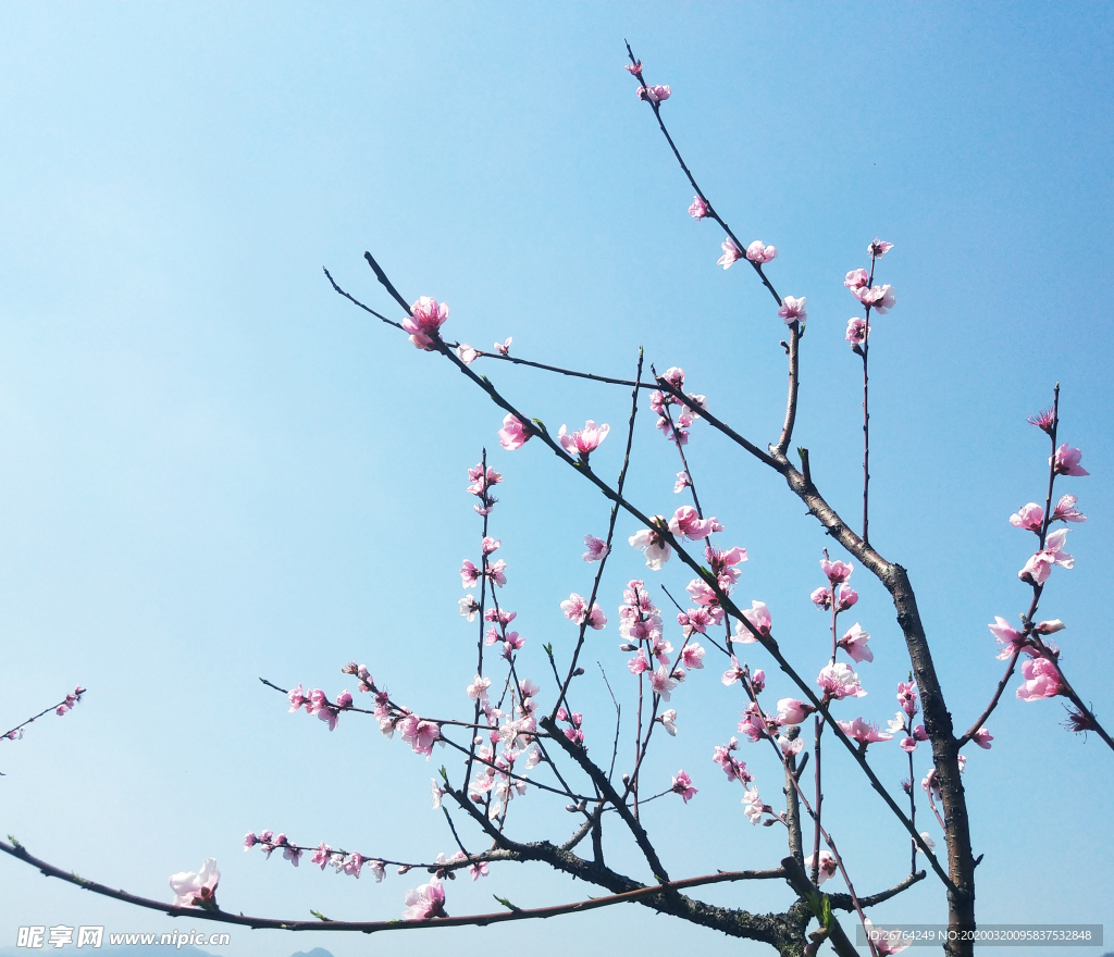 春天 桃花正红