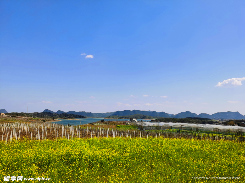 油菜花