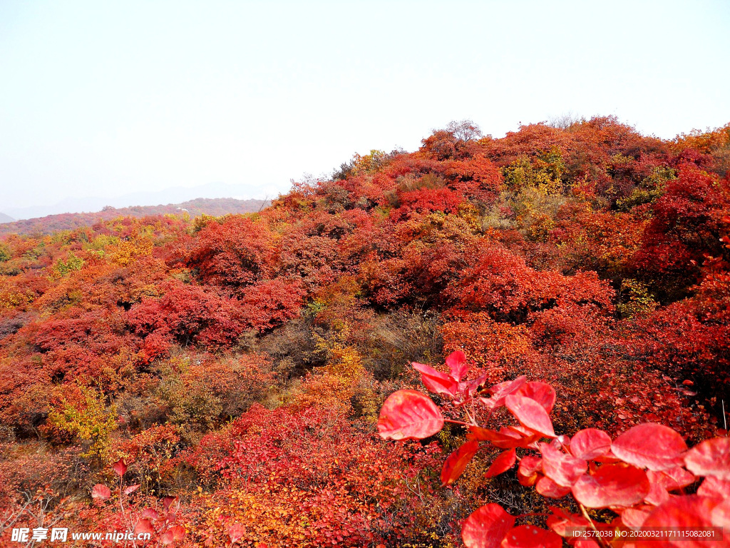 漫山红遍