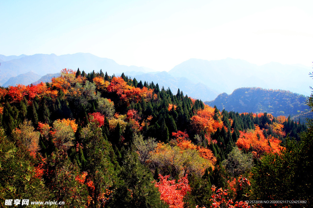 金秋山野