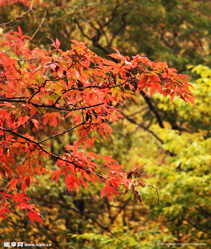 金秋红叶