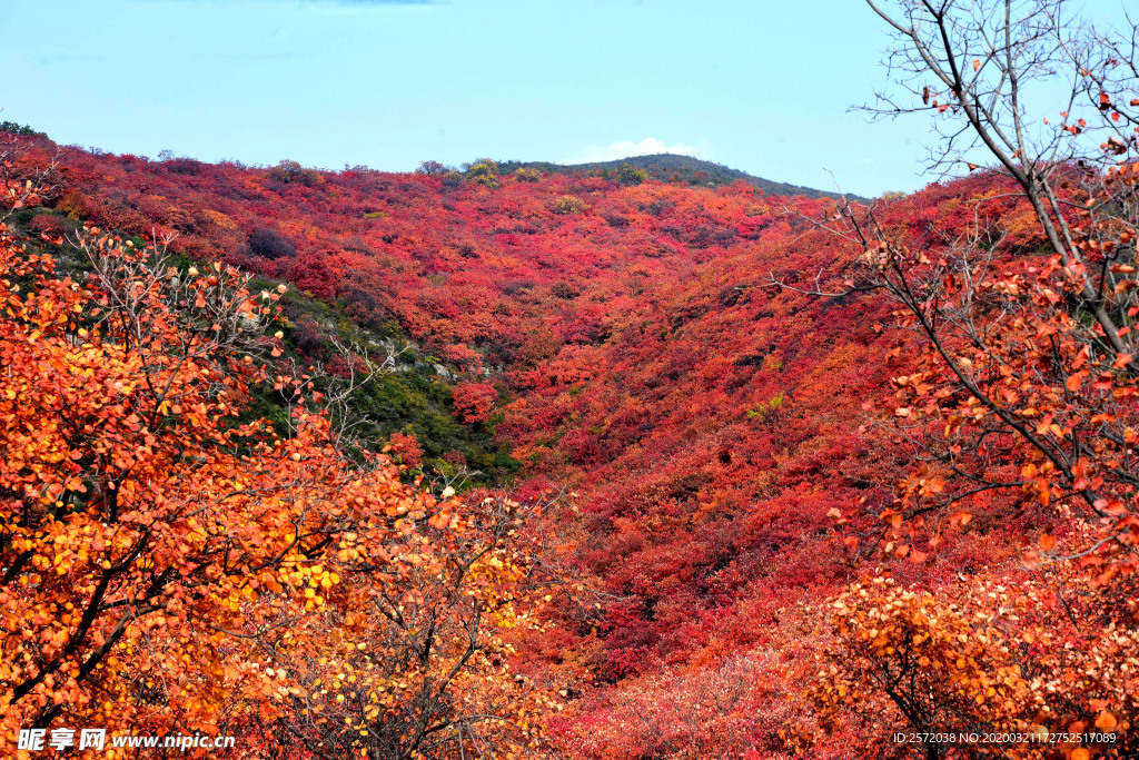 漫山红遍