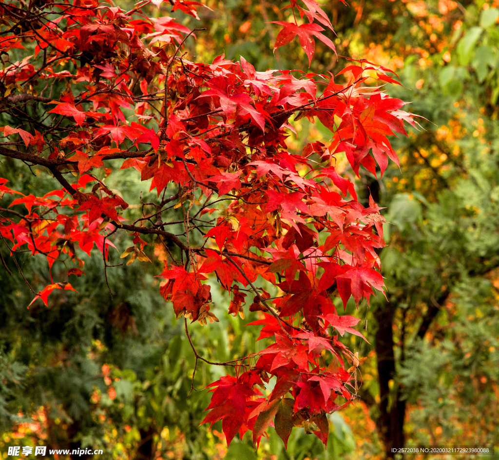 金秋红叶