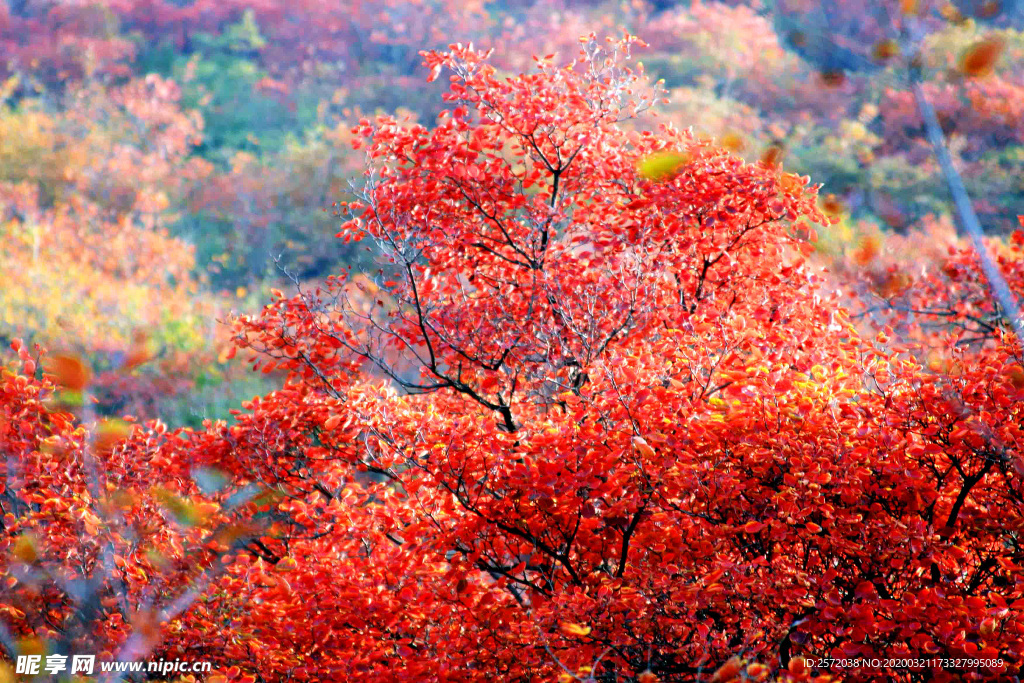 金秋红叶