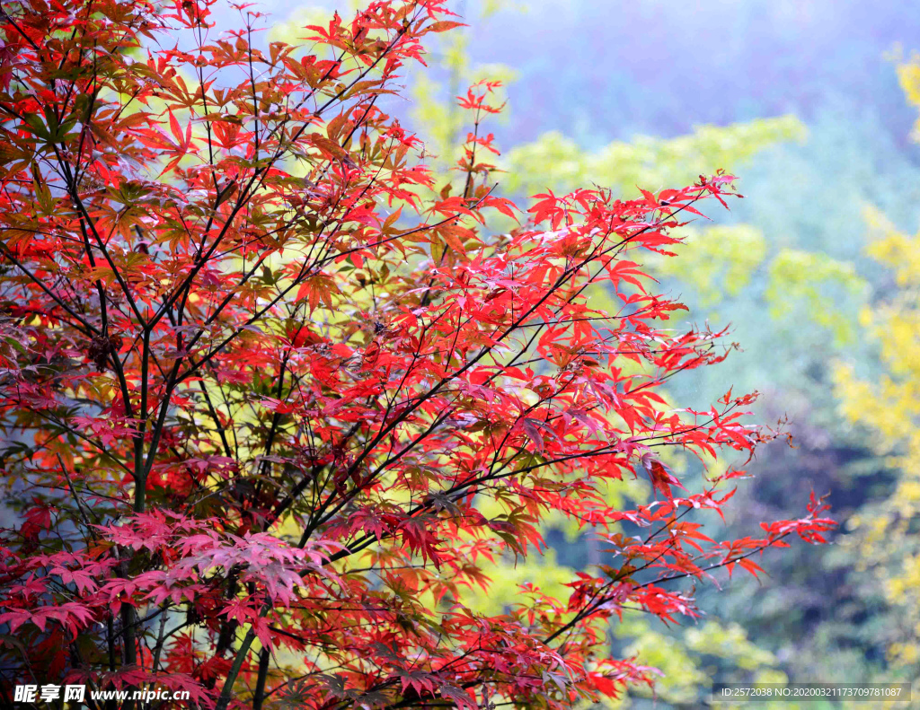 金秋红叶