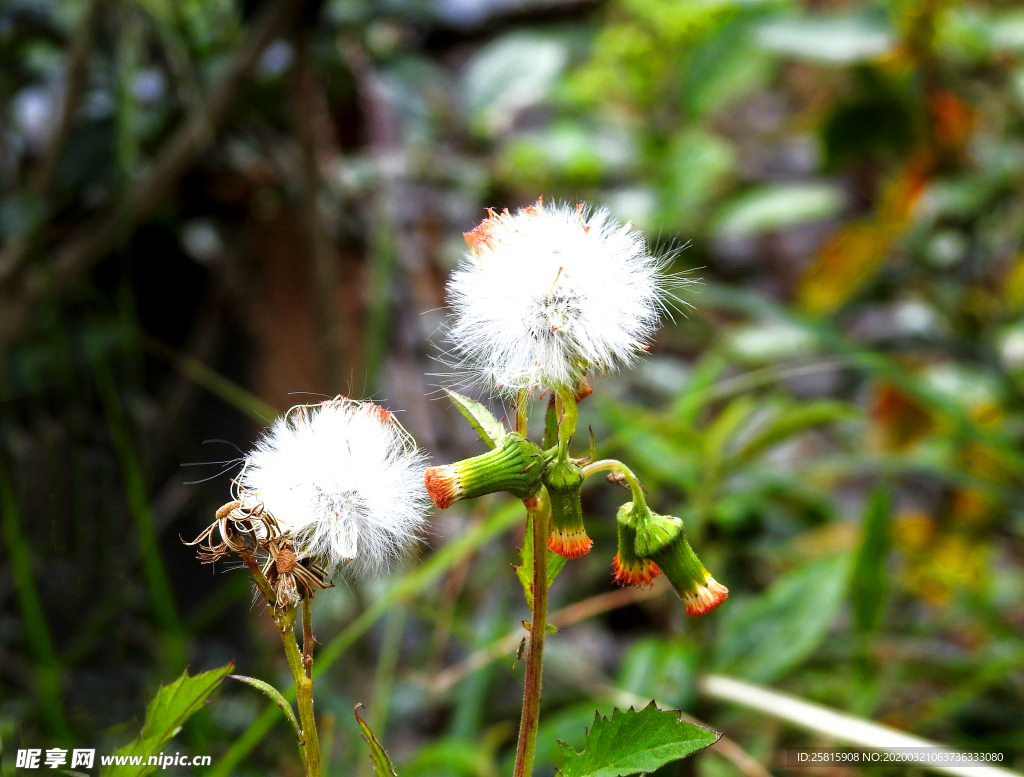 蒲公英图片