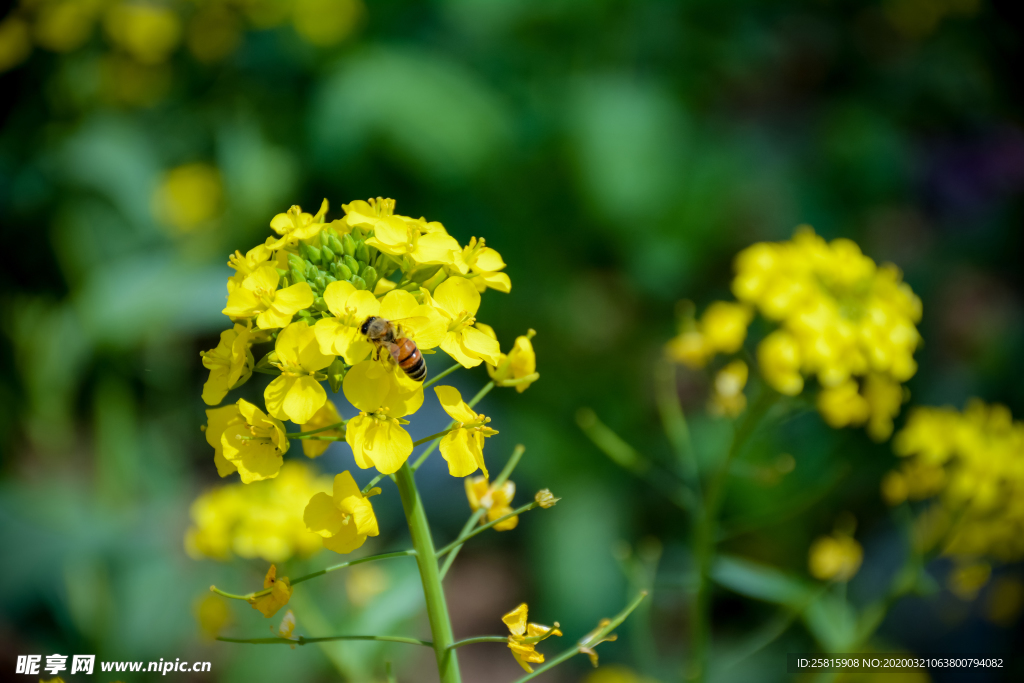 花间隐者小蜂蜜图片