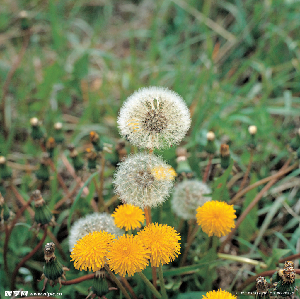 蒲公英图片